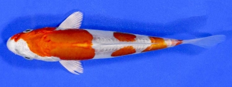 Ikan Koi Tancho Kikusui