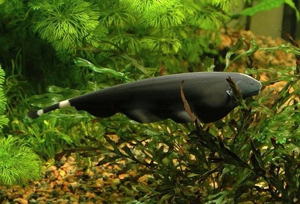 Ikan black ghost