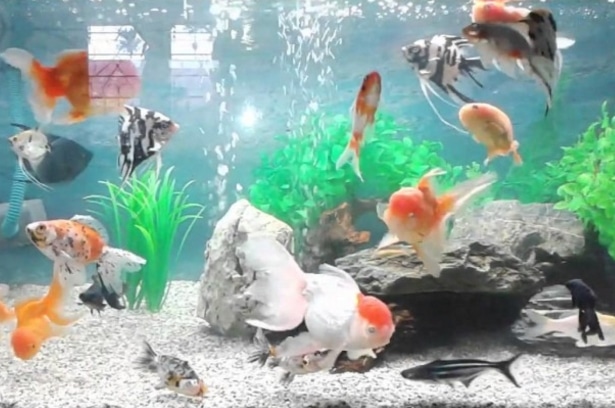 770 Koleksi Ikan Hias Air Laut Untuk Aquarium HD