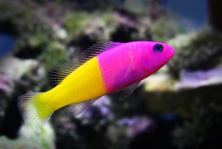 Dottyback Fish