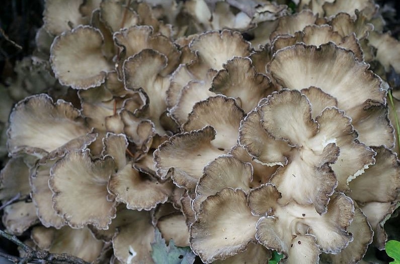 Jamur Maitake