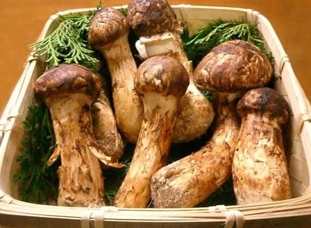 Jamur Matsutake