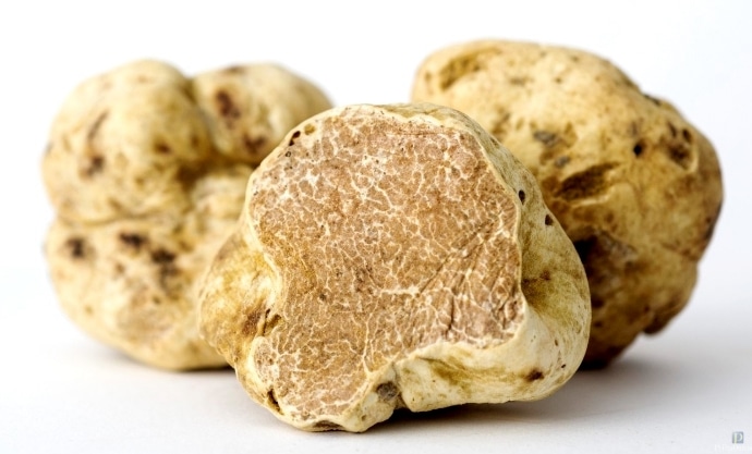 Jamur Truffle