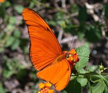 Julia Heliconian,Dryas julia.