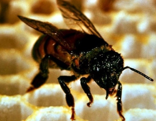 Killer bee