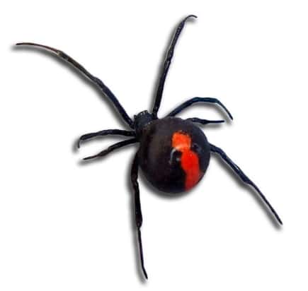 Laba-Laba Black Widow