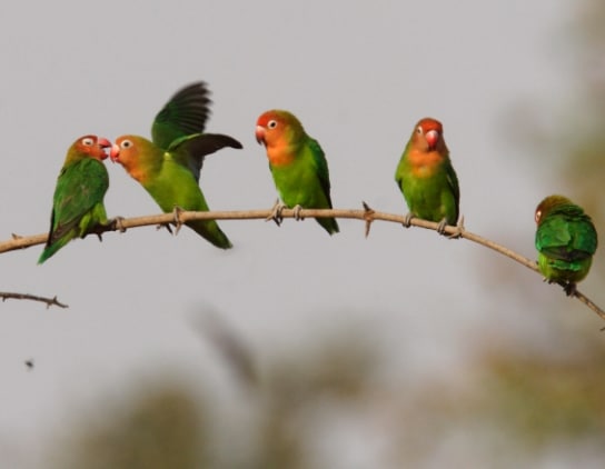 Lilian's Lovebird