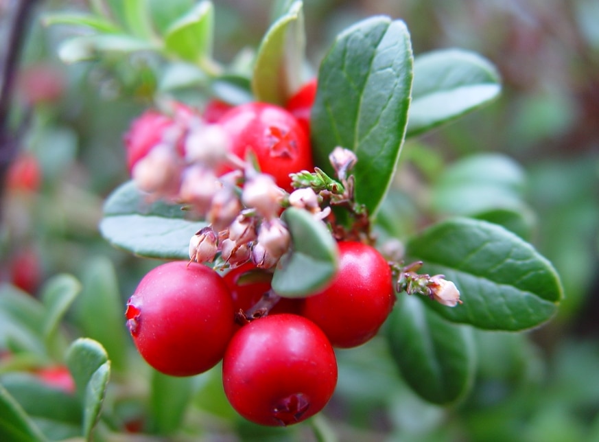 Lingonberry