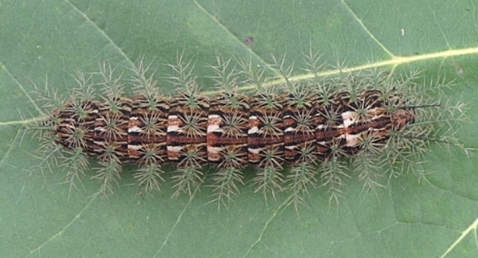 Lonomia Caterpillar