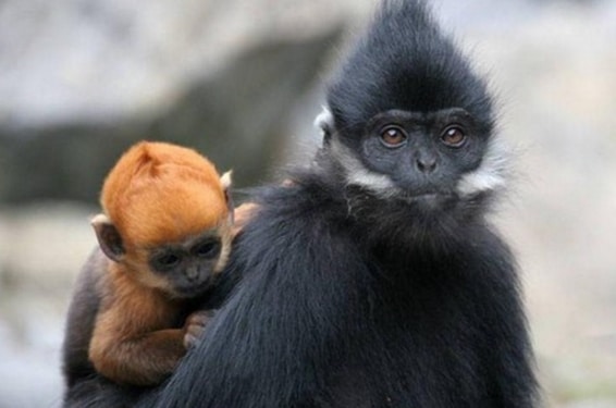 Lutung Jawa(Trachypithecus auratus)