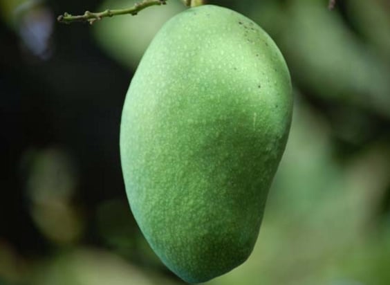 Mangga Arumanis