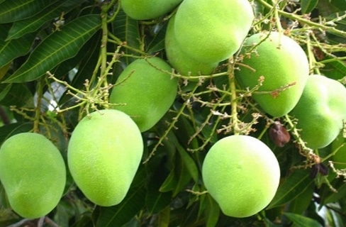 Mangga Endog