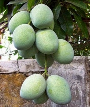 Mangga Lalijiwa