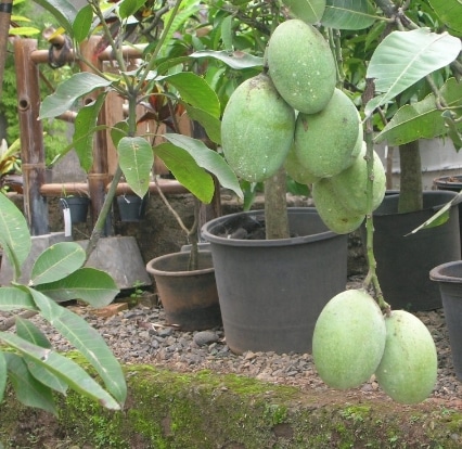 Mangga Manalagi