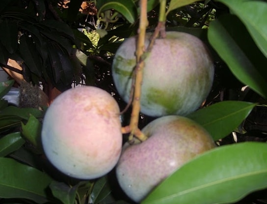 Mangga apel