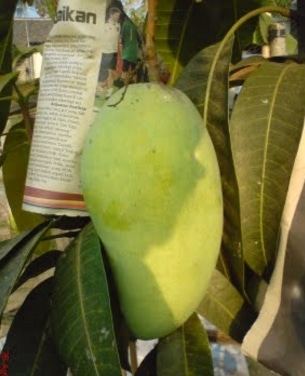 Mangga cingnawang