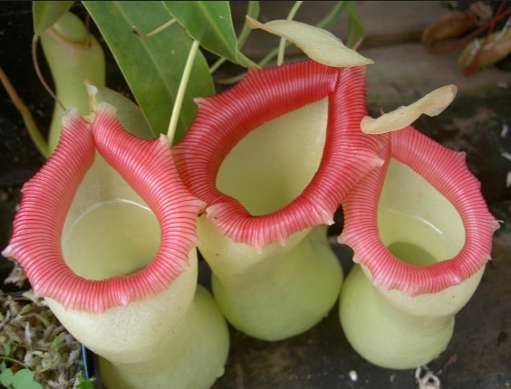 Nepenthes