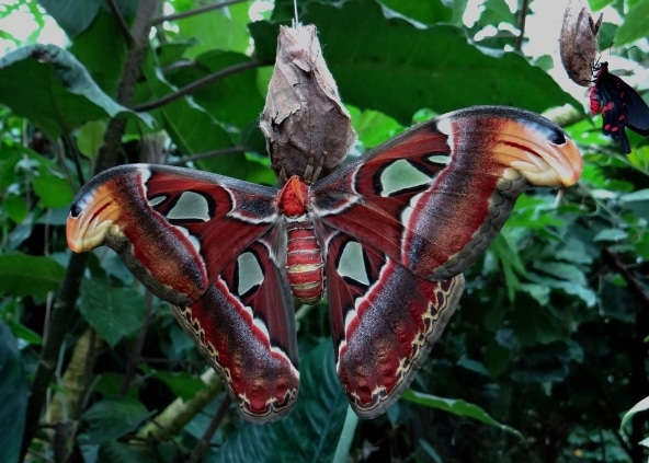 Ngengat Bulan Actias luna