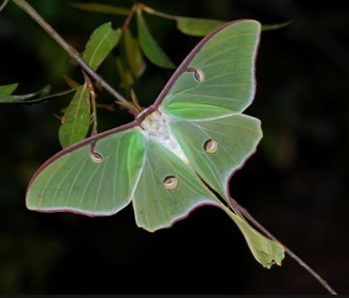 Ngengat Bulan Actias luna