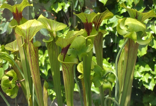 North American Pitcher Plant (Sarracenia)