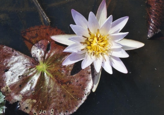 Nymphaea micrantha