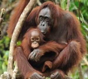 Orangutan Kalimantan (Pongo pygmaeus)
