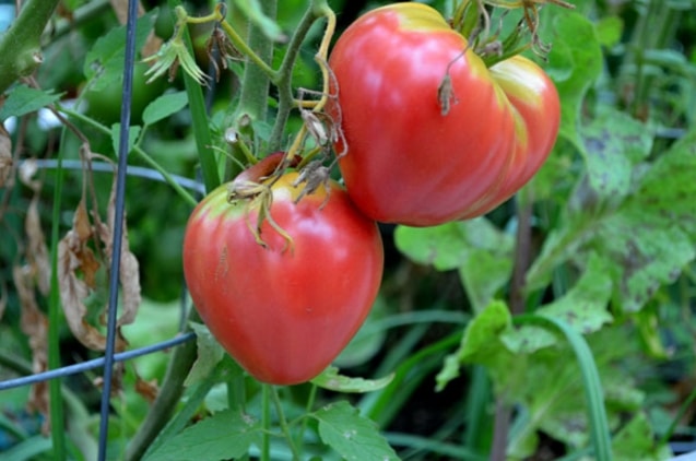 Oxheart tomato