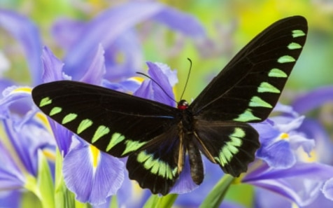 Palawan Birdwing