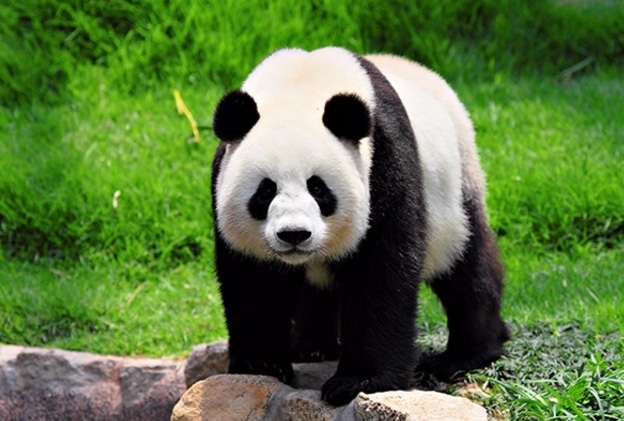 Panda (Ailuropoda melanoleuca)