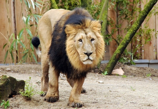 Panthera leo persica