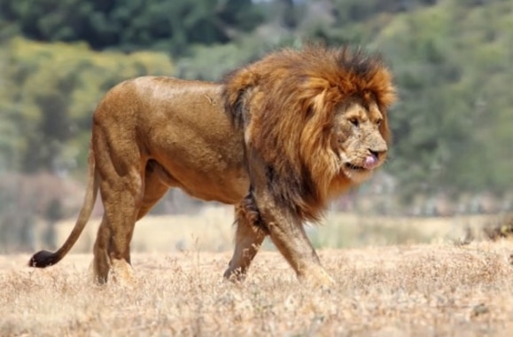 Panthera leo senegalensis