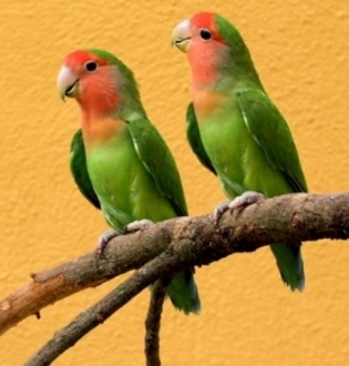 Peach-faced Lovebird