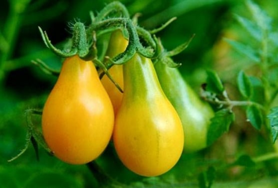 Pear tomato