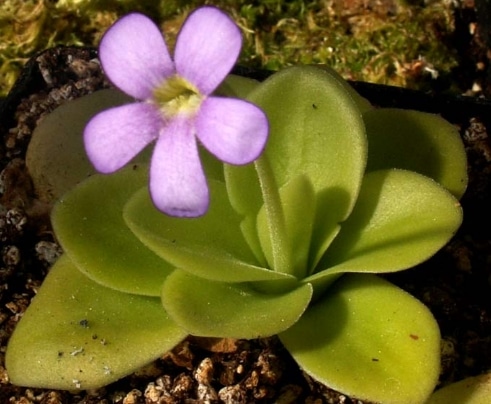 Pinguicula