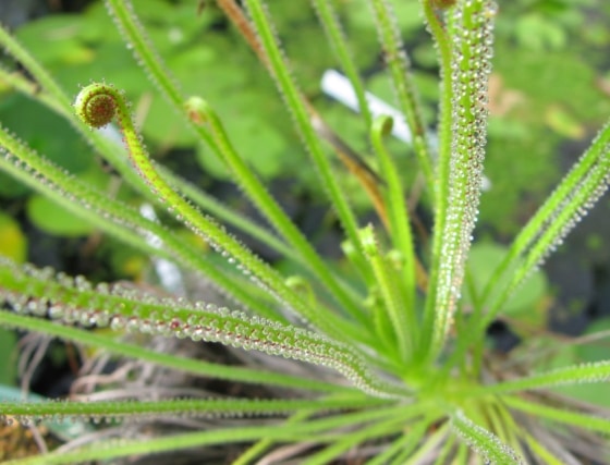 Portuguese Sundew (Drosophyllaceae lusitanicum)