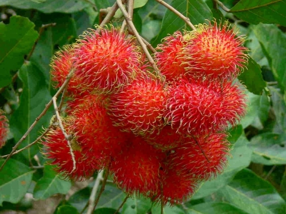 Rambutan