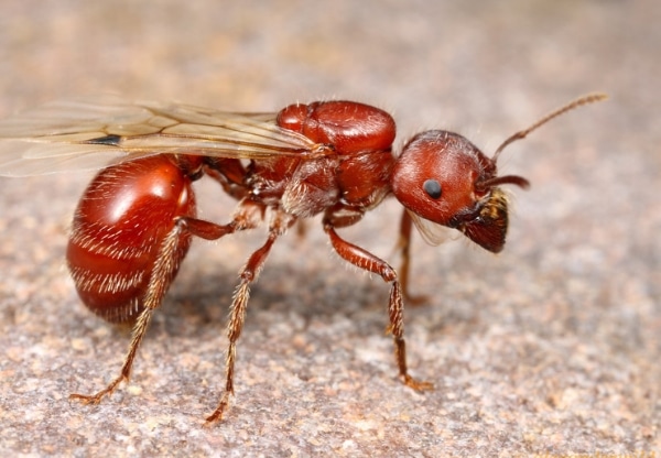 Red Harvester Ant