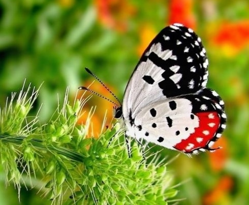 Red Pierrot,Talicada nyseus.