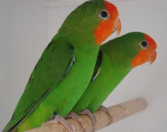 Red-faced Lovebird