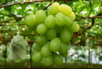 Rosario Bianco Grape