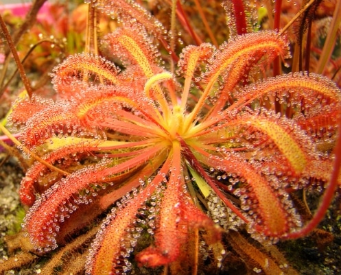 Sundews (Drosera)