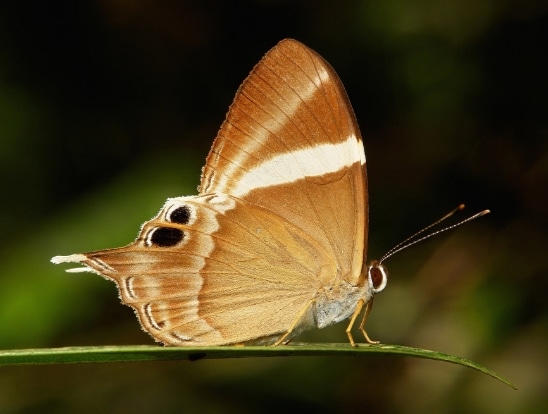 Tailed Judy,Abisara neophron.