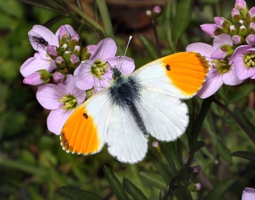 The Orange Tip,Anthocharis cardamines