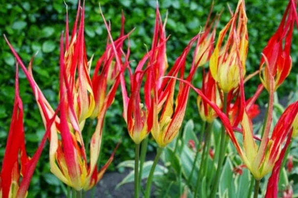 Tulipa acuminata