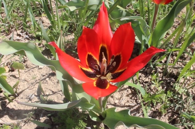 Tulipa agenensis