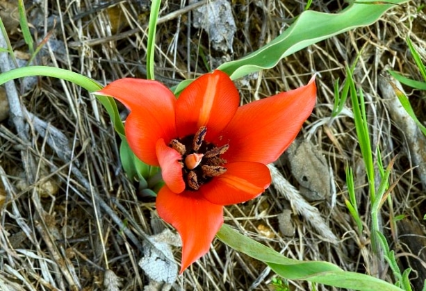 Tulipa armena