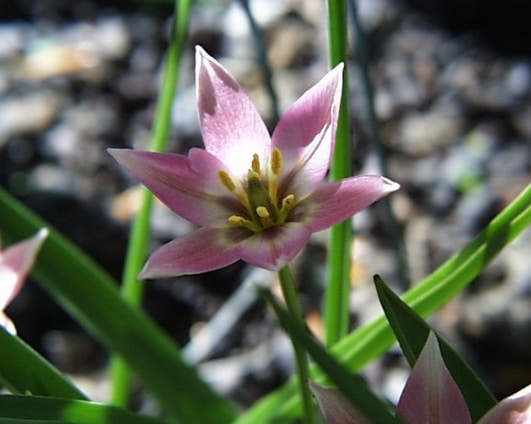 Tulipa aucheriana