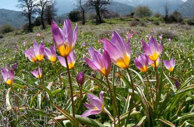 Tulipa bakeri