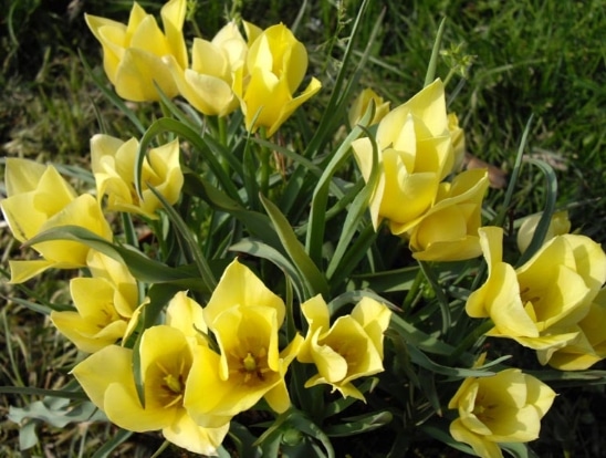 Tulipa batalinii 