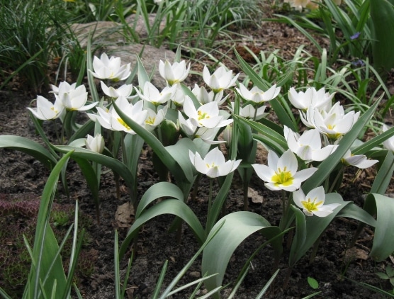 Tulipa biflora